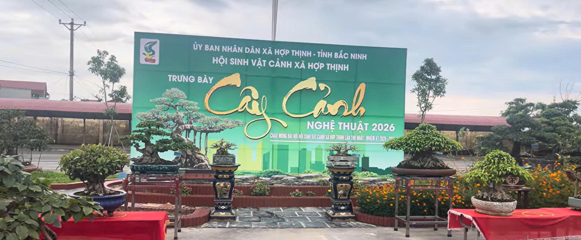 Xã Hợp Thịnh trưng bày cây chào mừng đại hội SVC khóa 2026-2031.mp4